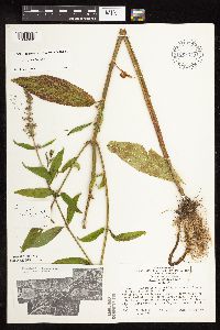Stachys hispida image