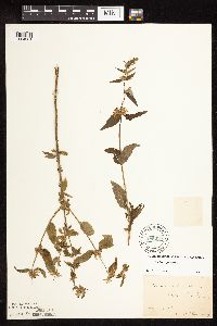Stachys hispida image