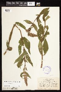 Stachys hispida image