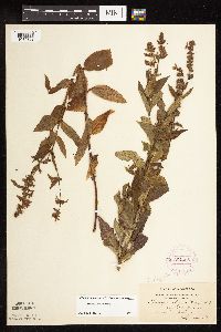 Stachys hispida image