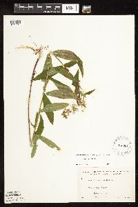 Stachys hispida image