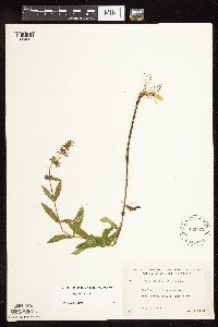 Stachys hispida image