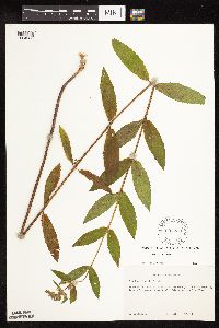 Stachys hispida image