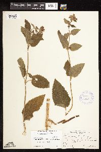Media resource of Stachys mexicana
