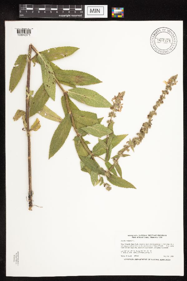 Stachys palustris image