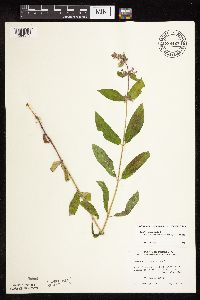 Stachys pilosa var. arenicola image