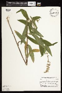 Stachys palustris image