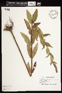 Stachys palustris image
