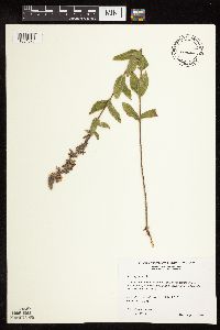 Stachys palustris image