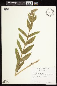Stachys palustris image