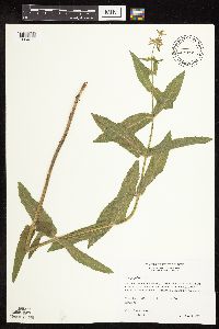 Stachys palustris image