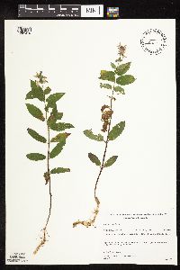 Stachys palustris image