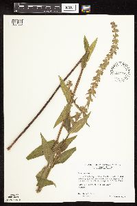 Stachys palustris image