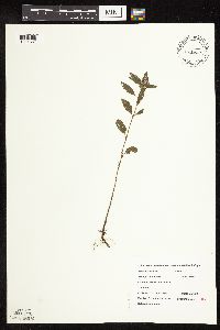 Stachys palustris image