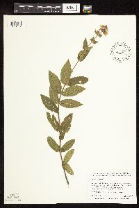 Stachys palustris image