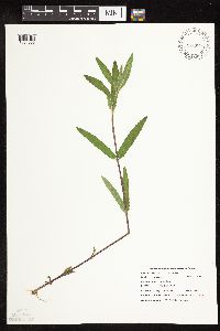 Stachys palustris image