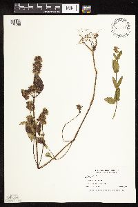 Stachys palustris image