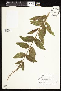 Stachys palustris image