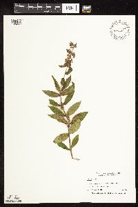 Stachys palustris image