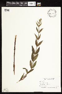 Stachys palustris image