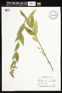 Stachys palustris image