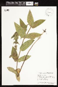Stachys palustris image