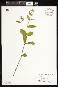Stachys palustris image