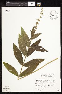 Stachys palustris image