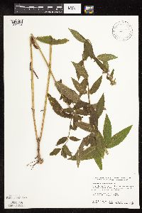 Stachys palustris image