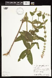 Stachys palustris image