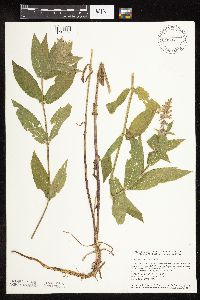 Stachys palustris image