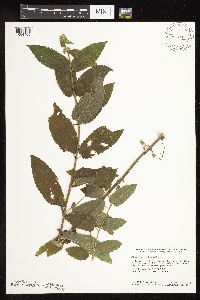 Stachys palustris image