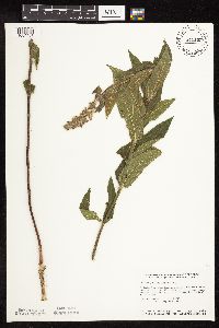 Stachys palustris image