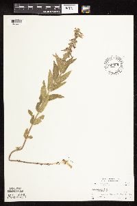 Stachys palustris image