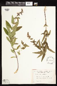 Stachys palustris image