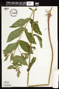 Stachys palustris image