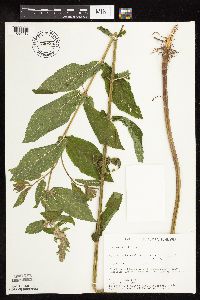 Stachys palustris image