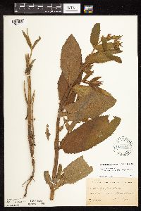 Stachys pilosa image