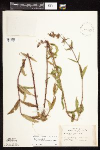 Stachys pilosa var. arenicola image