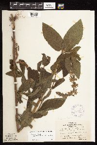 Stachys pilosa var. arenicola image