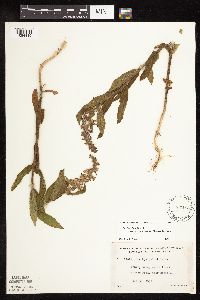 Stachys pilosa var. arenicola image