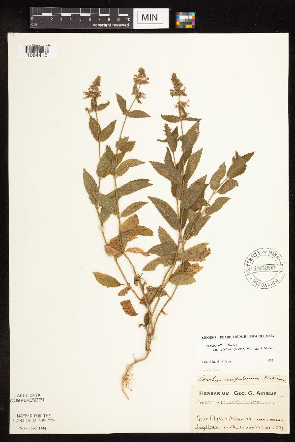 Stachys pilosa var. arenicola image