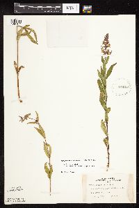 Stachys pilosa var. arenicola image