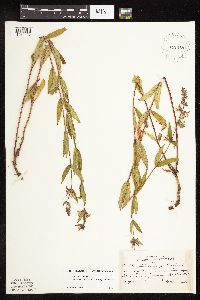 Stachys pilosa image