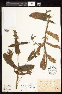 Stachys pilosa image