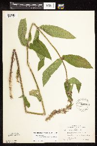 Stachys pilosa var. arenicola image