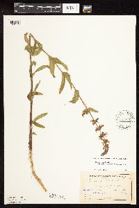 Stachys pilosa var. arenicola image