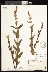 Stachys pilosa var. arenicola image