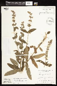 Stachys pilosa image