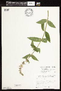 Stachys pilosa image